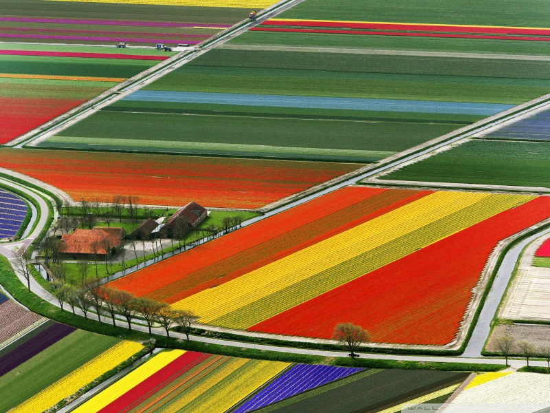Aerial view of tulip flower fields in Amsterdam, Holland photo on Sunsurfer