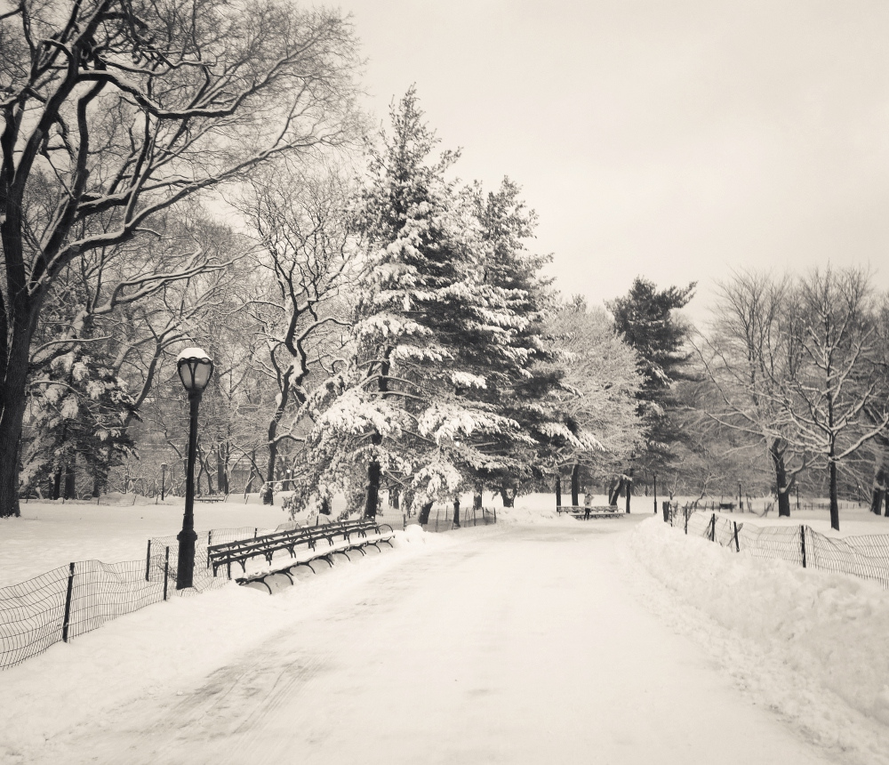 Central Park winter trees covered with snow, New York City photo on